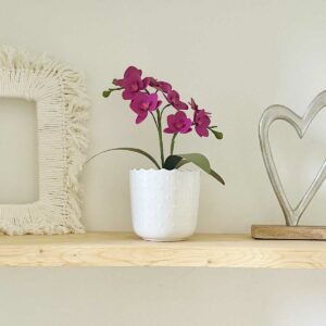 Paper orchid