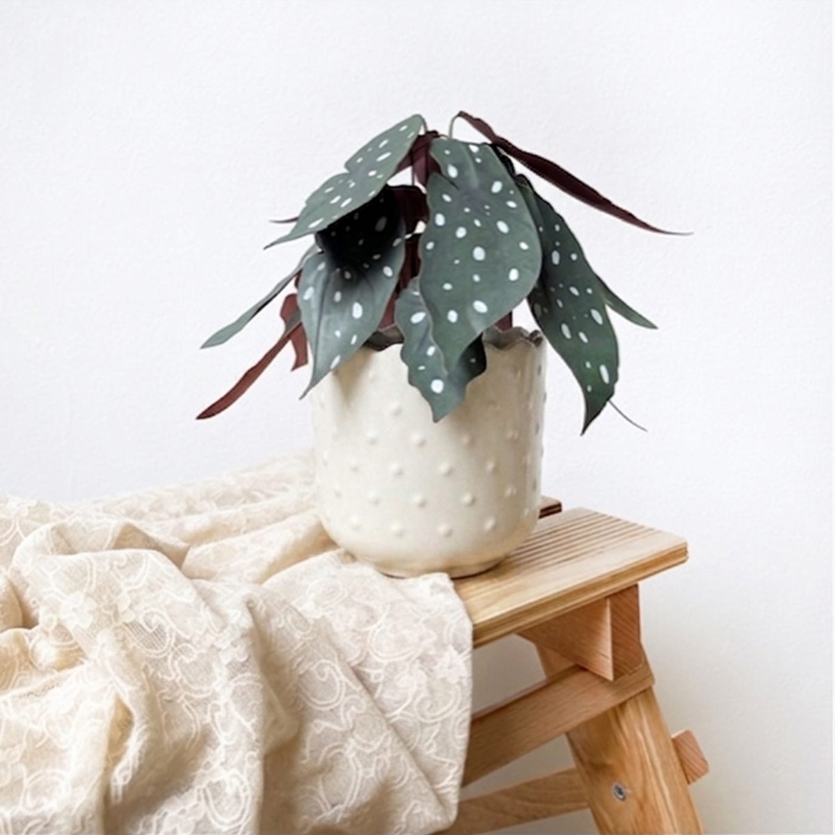 Paper Plants - immagine 6