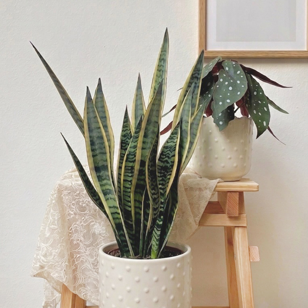 Paper Plants - immagine 2